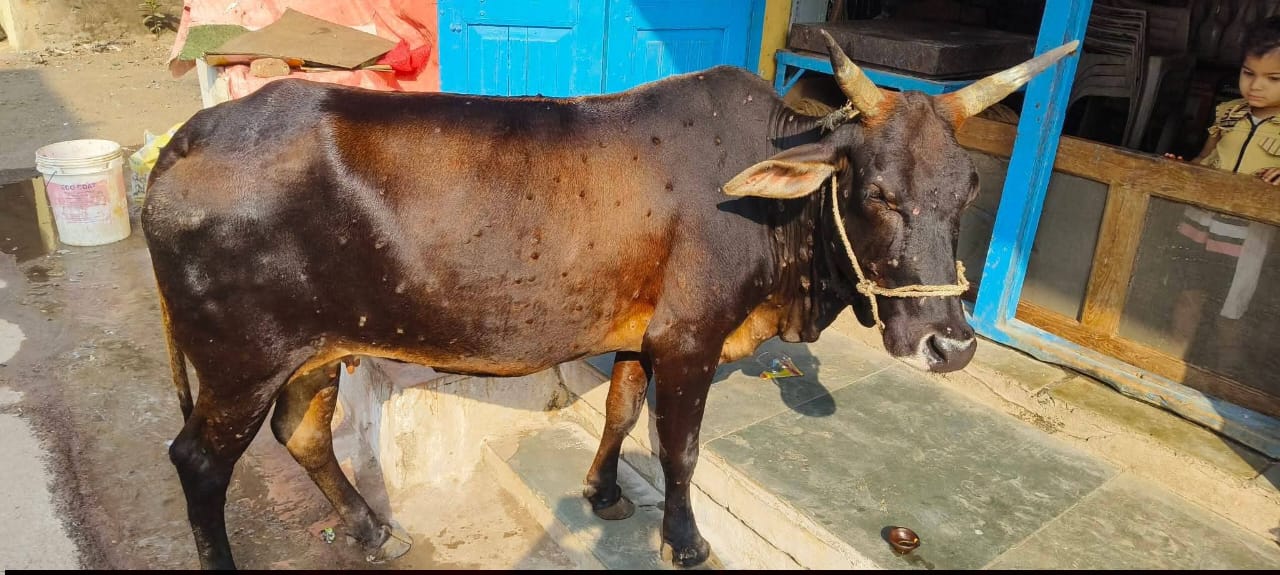 🚨 गौमाता को लम्पी वायरस से बचाने त्वरित कार्रवाई! सांसद पटेल के आग्रह पर खरगोन-बड़वानी में विस्तृत एडवाइजरी जारी 💉🐄 रोग नियंत्रण हेतु संक्रमित पशुओं का अलगाव, 10 किमी परिधि में बाजार प्रतिबंधित; ‘रिंग वेक्सीनेशन’ पर जोर